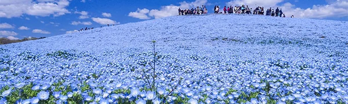 介護サービス in ひたちなか市, 茨城県