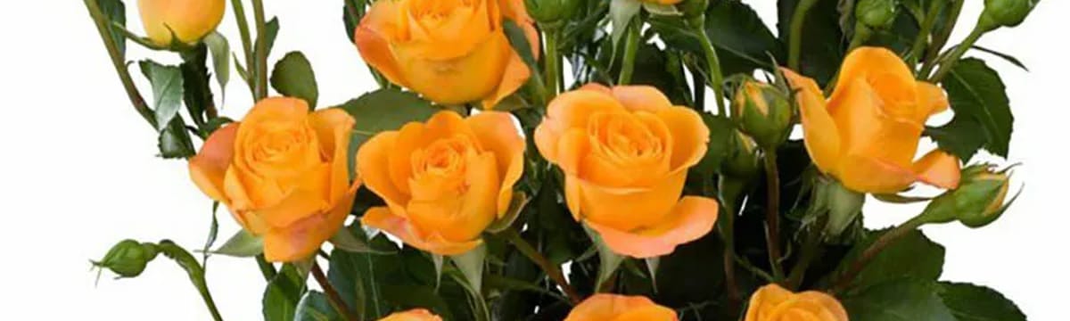 In-Home Care in Pontiac, MI