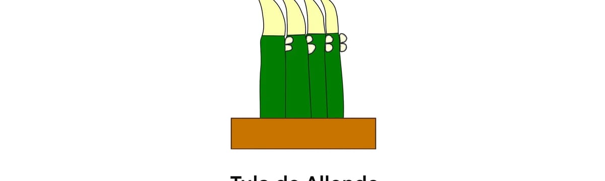 Cuidado de Mayores in Tula De Allende, Hidalgo
