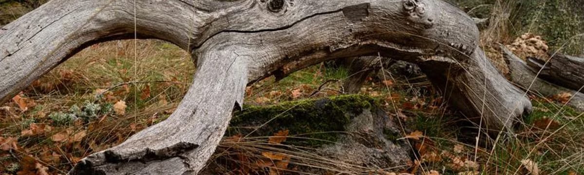 Äldreomsorg in Mora, Dalarnas län
