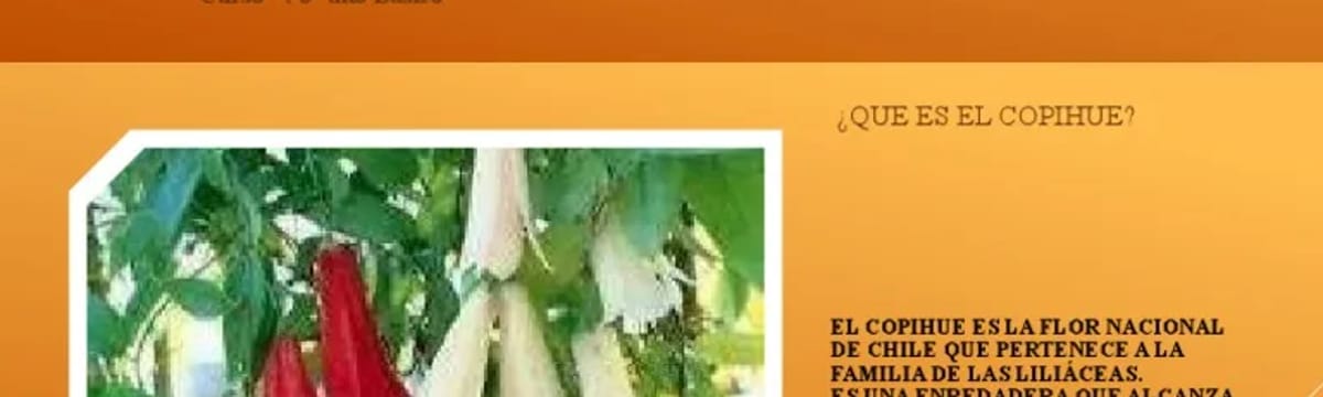 Cuidado de Mayores in Loncoche, Región de la Araucanía