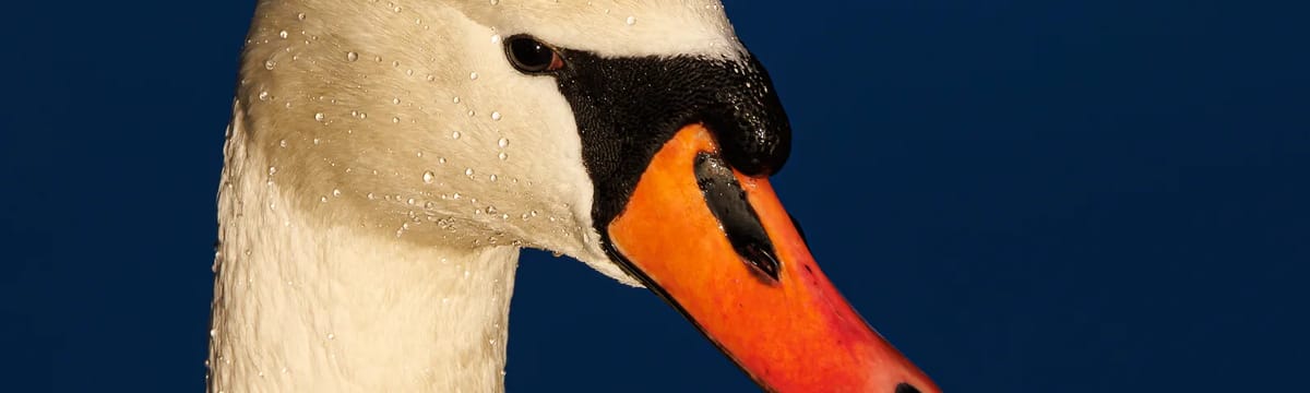 Äldreomsorg in Säffle, Värmlands län