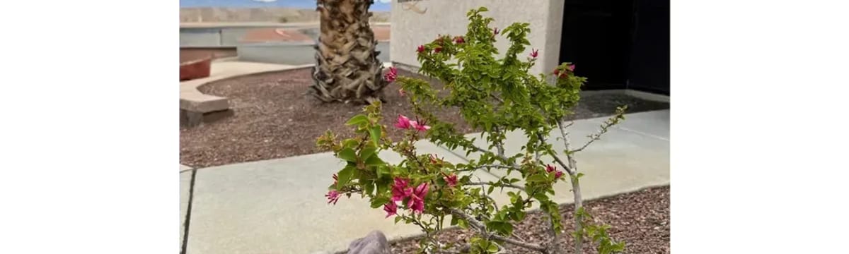 Senior Care in Bullhead City, AZ