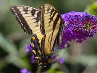 Cedar Home Health, LLC
