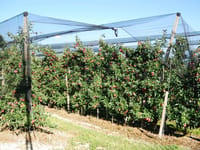 Apple Alf Llc