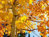Aspen Family Clinic, LLC