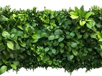 Garden Of Eden