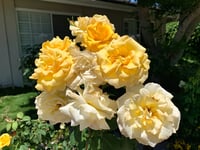 Alta Loma Gardens Residential Care #2