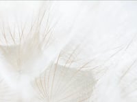 Everheart Hospice