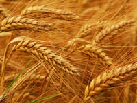 Harvest Guest Home