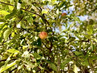 Apple Tree Home Care