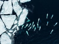 Arctic Angels, LLC