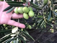 Alaska Olive Care Llc