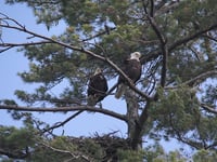 American Eagle Owatonna