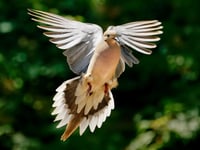 A Golden Dove