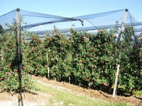 Apple Alf Llc
