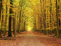 Autumn Pathways INC
