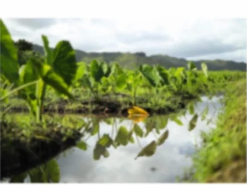 ALL CARE HAWAII, LLC. - Home Health Nursing in Honolulu, HI photo 2