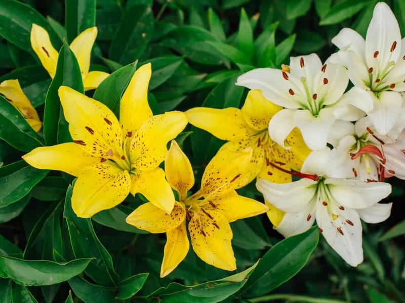 Tiger Lily Care in Rochester, England photo 3