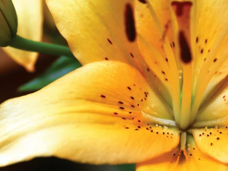 Tiger Lily Care in Rochester, England photo 2