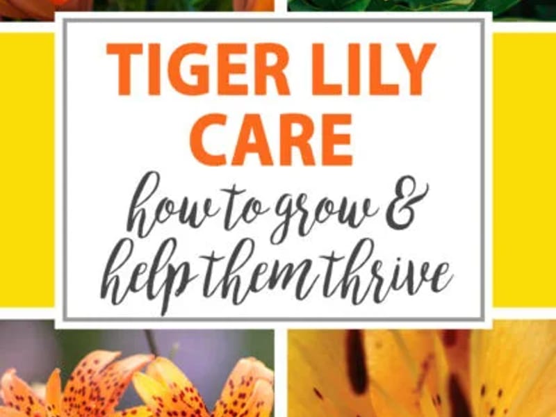 Tiger Lily Care in Rochester, England photo 1