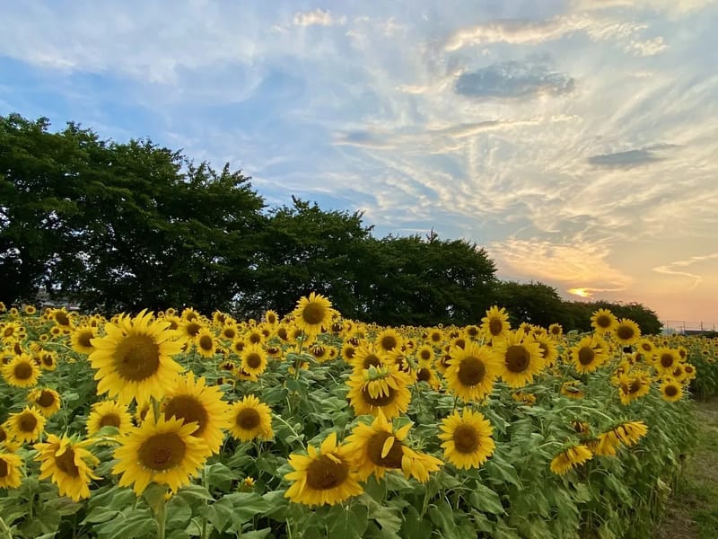 グループひまわり館 - 有料老人ホーム in 春日市, 福岡県 photo 2