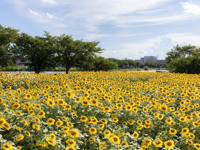 グループひまわり館 - 有料老人ホーム in 春日市, 福岡県 photo 1
