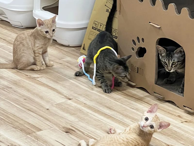 ねこのて相談センター - 有料老人ホーム in 札幌市東区, 北海道 photo 3