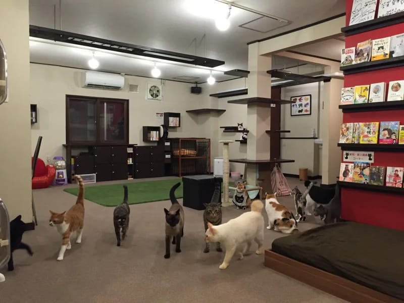 ねこのて相談センター - 有料老人ホーム in 札幌市東区, 北海道 photo 1