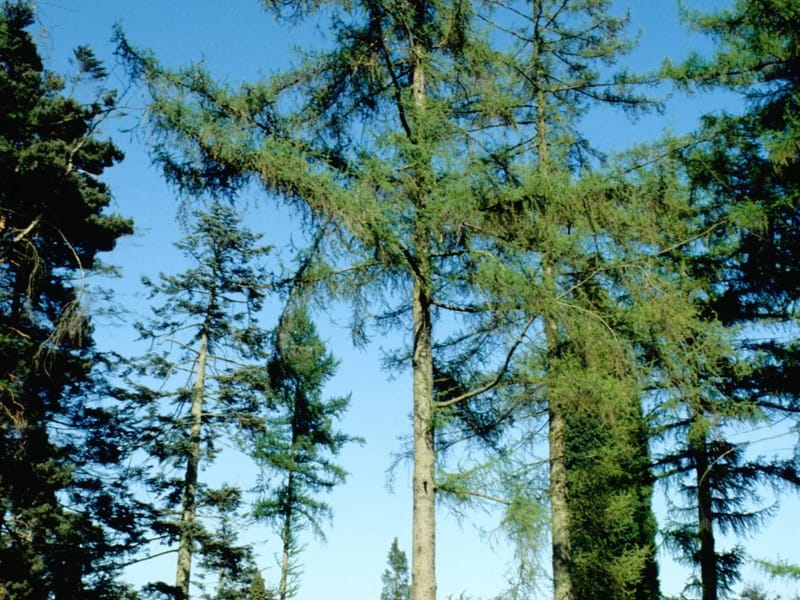 LDC Supported Living - Larch Tree - In-Home Care in Chatham, England photo 2