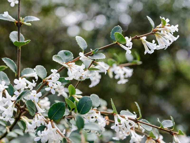 Osmanthus Care Ltd - In-Home Care in Wellingborough, England photo 2