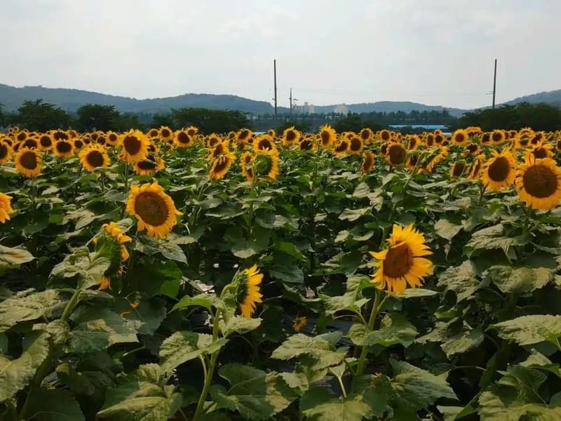 서산해바라기재가복지센터 - 방문요양 in 서산시, 충청남도 photo 1