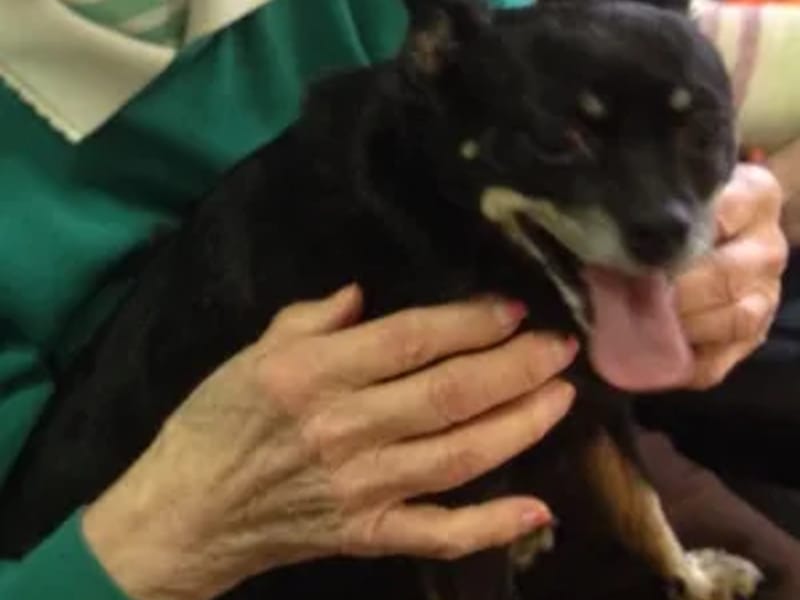 Best Companion Care, LLC - Home Health Nursing in Lincolnshire, IL photo 2