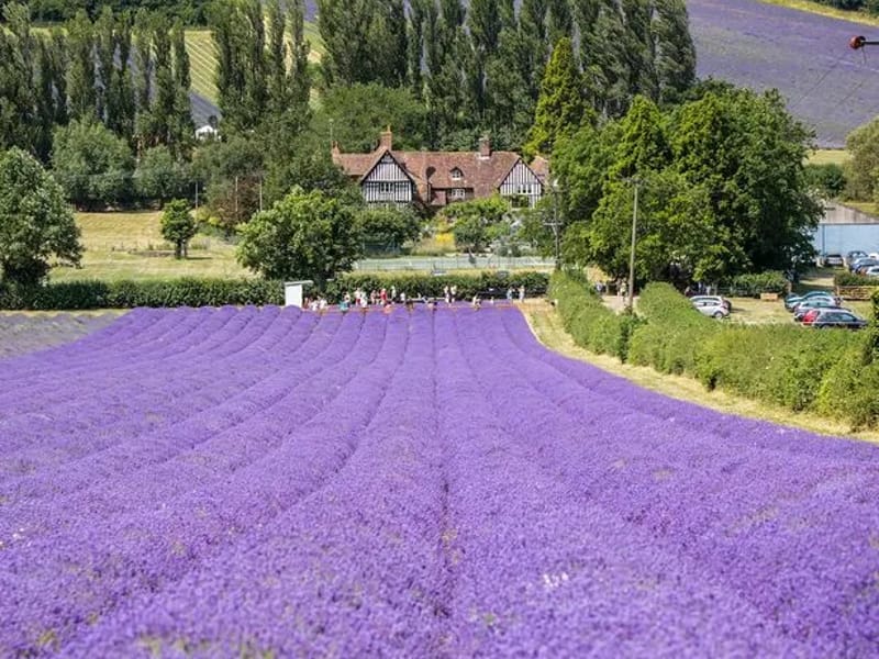 Lavender Fields - Nursing Home in Sevenoaks, England photo 1