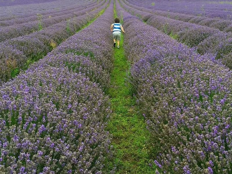 Lavender Fields - Nursing Home in Sevenoaks, England photo 4