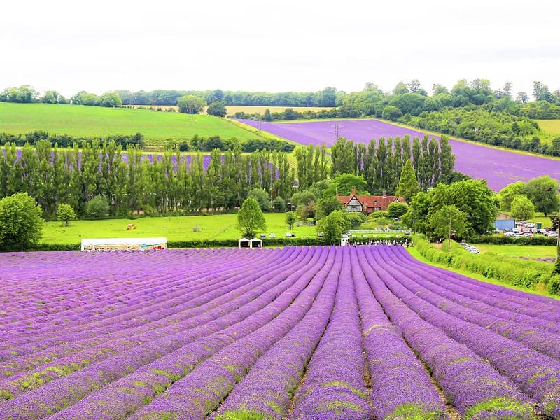 Lavender Fields - Nursing Home in Sevenoaks, England photo 2