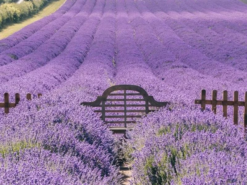 Lavender Fields - Nursing Home in Sevenoaks, England photo 3