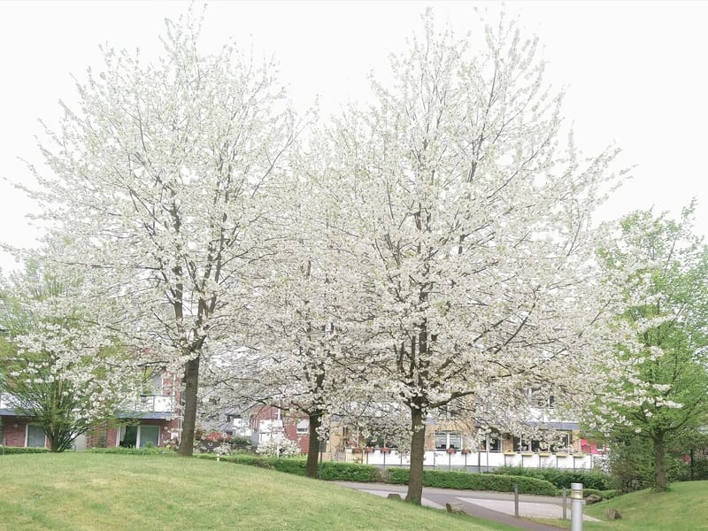 Seniorenzentrum Käthe Braus, Bottrop - Pflegeheim in Bottrop, Nordrhein-Westfalen photo 1