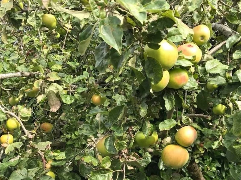 Appletrees - Assisted Living in Newbury, England photo 1