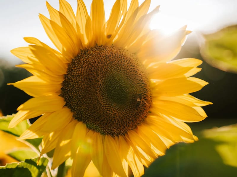 Sunflower Homecare - In-Home Care in Ipswich, England photo 2