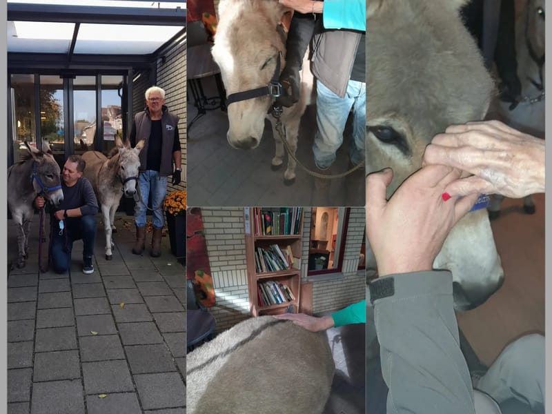 Stichting Zorggroep Tangenborgh/Verpleeghuis De Bleerinck/Dagbehandelingscentrum en Geheugenpoli Iemenhof - Verpleeghuis in Emmen, Overijssel photo 2