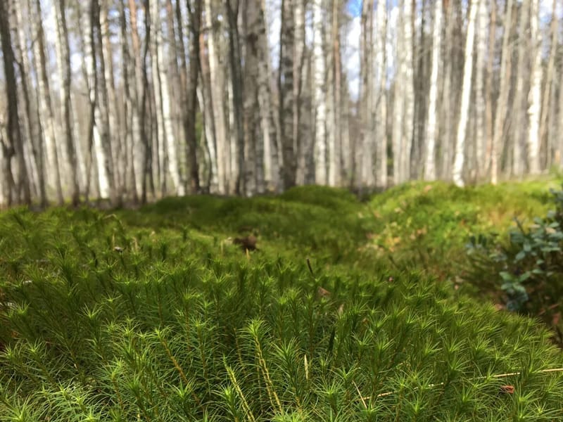 Juntgården - Äldreboende in Mora, Dalarnas län photo 1