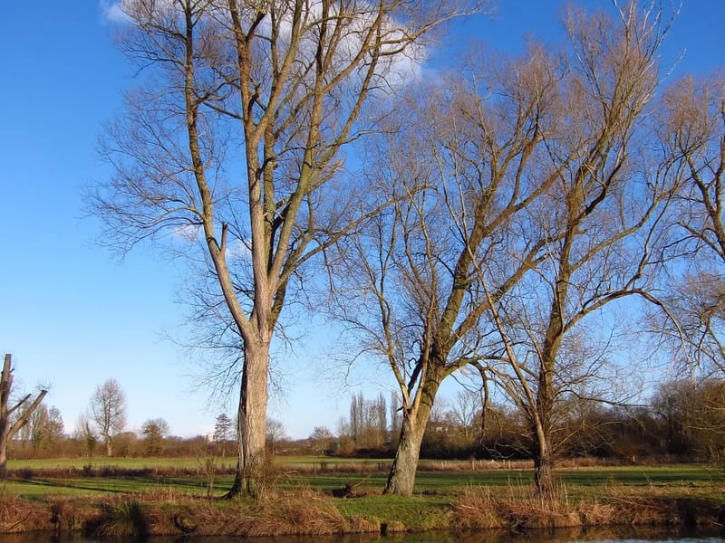 Shrublands - Assisted Living in Oxford, England photo 3