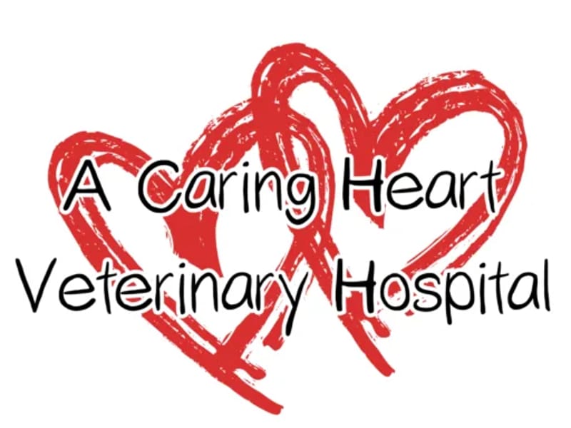 Blanche Caring Heart Ltd - In-Home Care in Gravesend, England photo 3