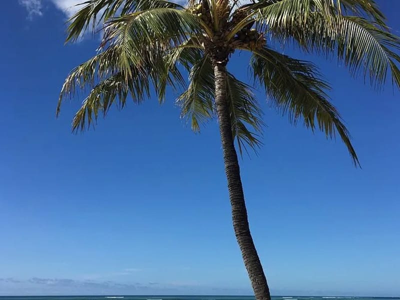 Absolute Care Hawaii INC - Home Health Nursing in Ewa Beach, HI photo 1