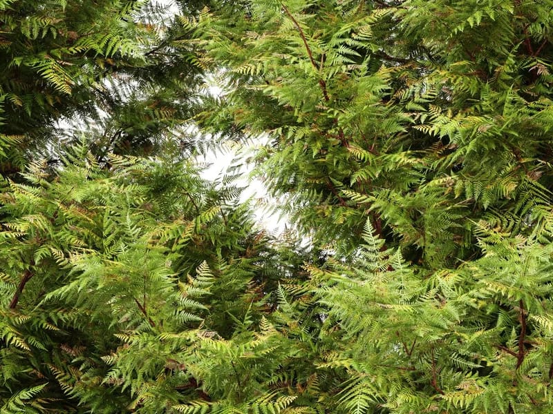 Tree Top View - Nursing Home in Leyland, England photo 3