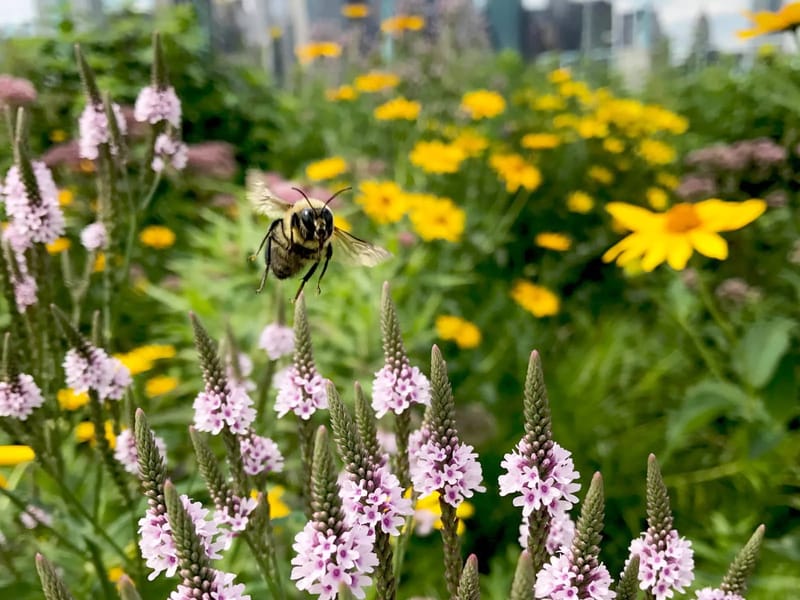 1 BUSY BEE CARE SERVICES INC - Home Health Nursing in Brooklyn Park, MN photo 2
