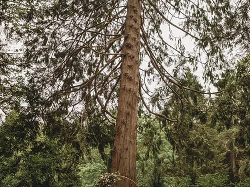 The Cedars in Sunderland, England photo 2