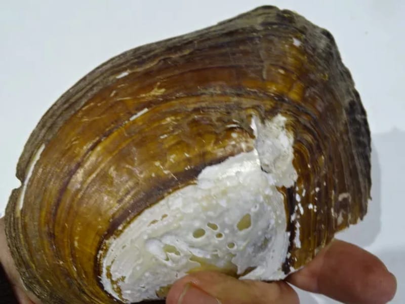 Les Perles Grises - EHPAD in LE MOULE, Guadeloupe photo 1