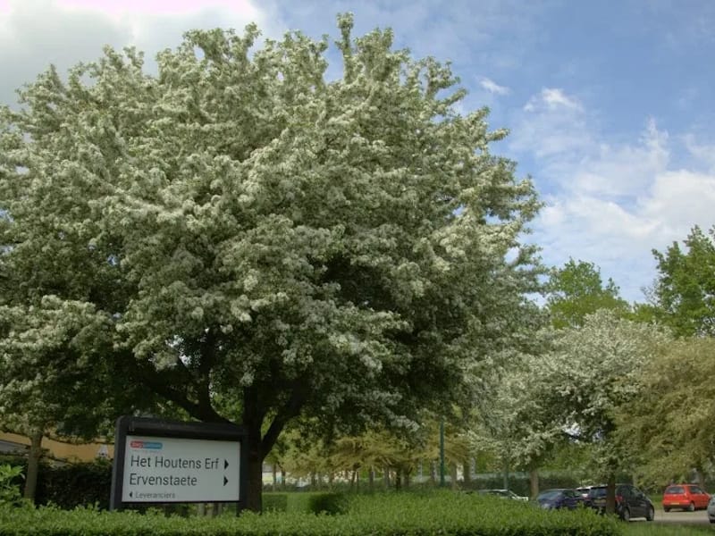 Stichting Zorgspectrum, locatie Het Houtens Erf - Verpleeghuis in Houten, Gelderland photo 9